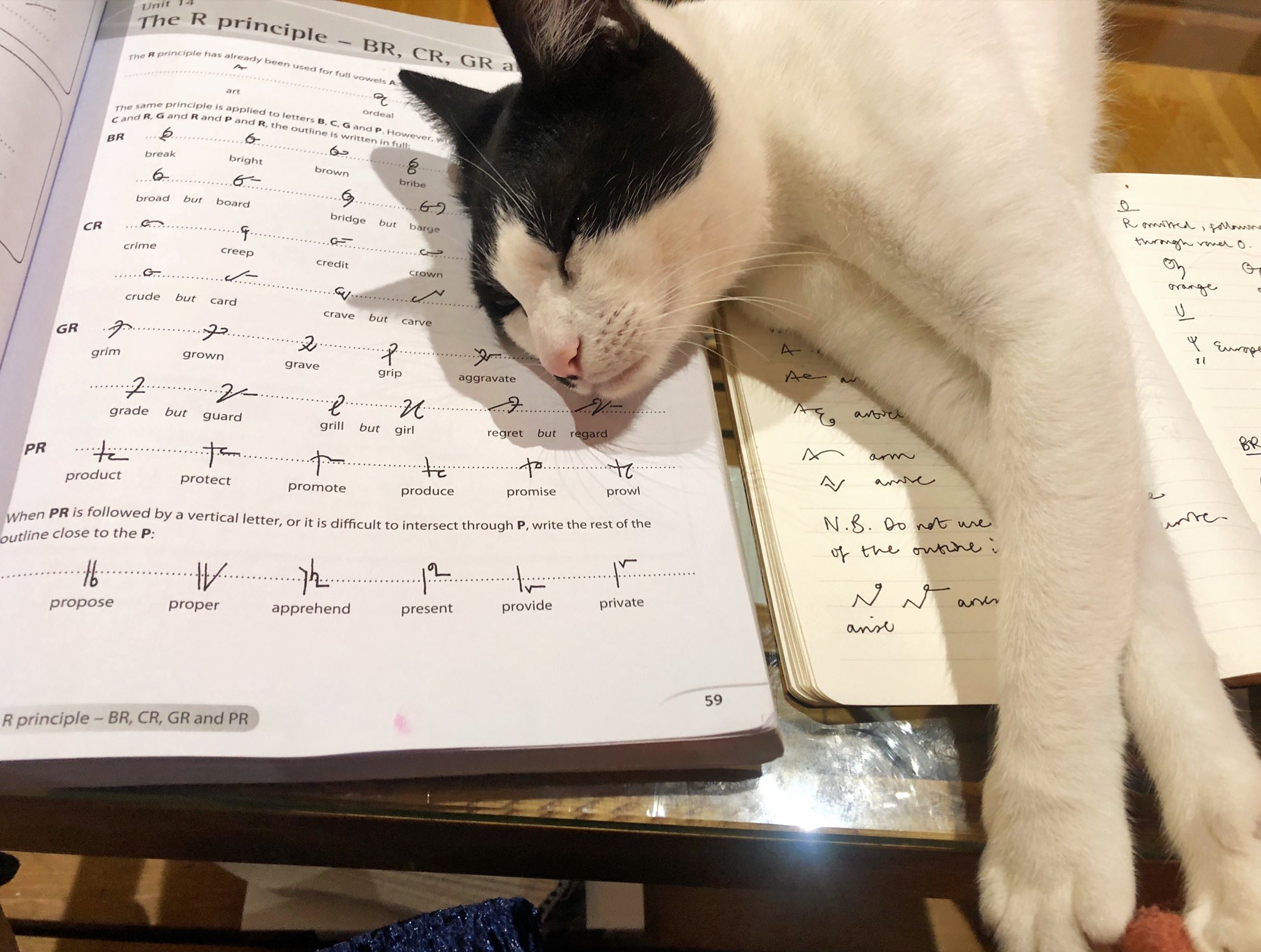 Black and white cat sleeping on someone's shorthand notes