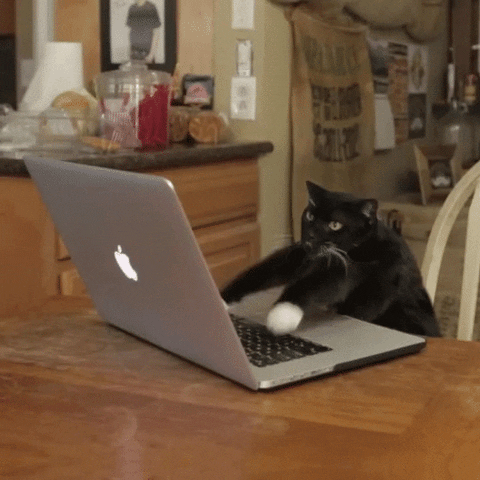 GIF of a cat typing really fast